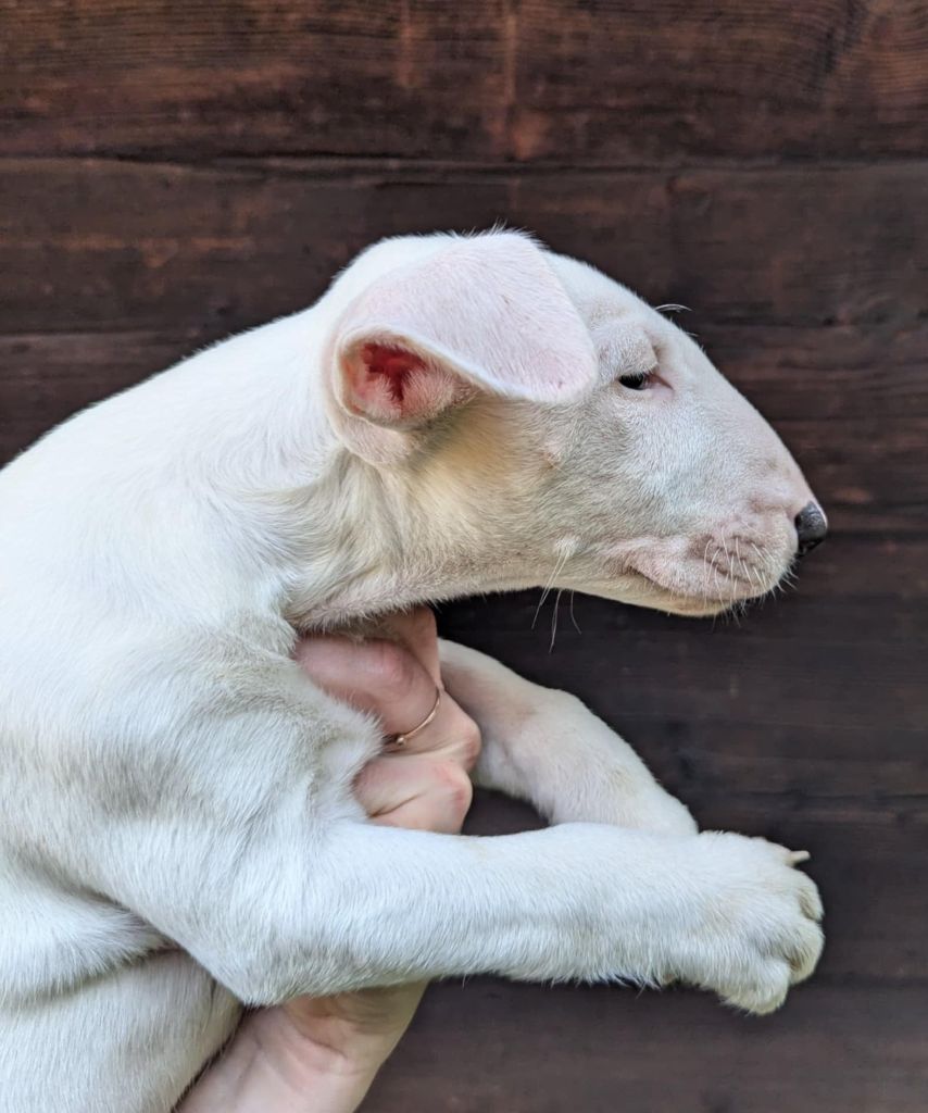 du pays du Mont Blanc - Chiot disponible  - Bull Terrier