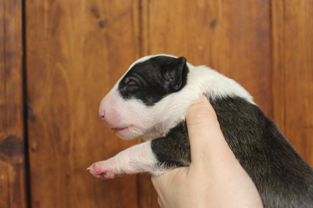 du pays du Mont Blanc - Chiot disponible  - Bull Terrier