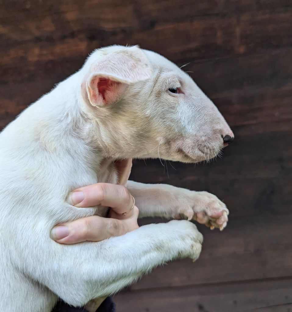 du pays du Mont Blanc - Chiot disponible  - Bull Terrier