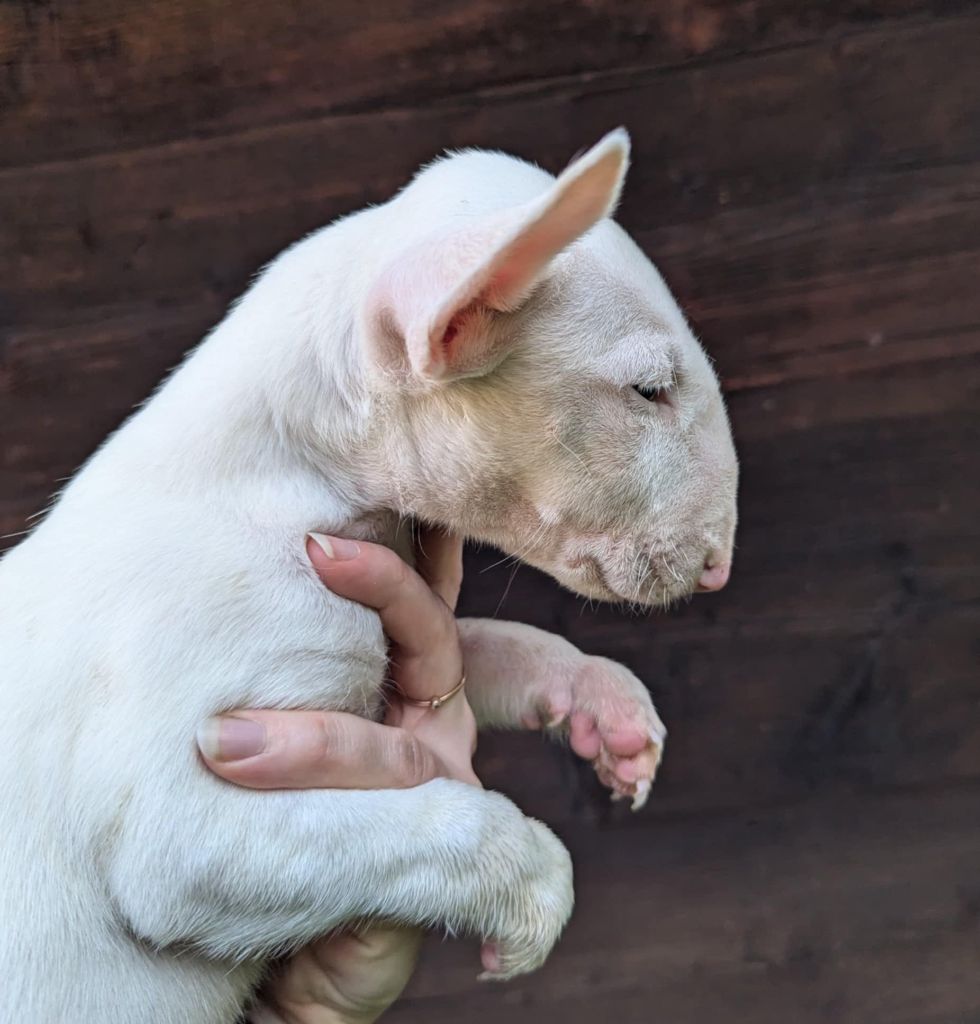 du pays du Mont Blanc - Chiot disponible  - Bull Terrier