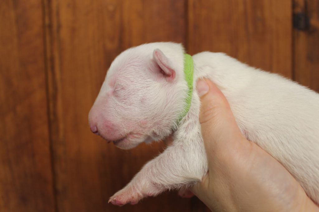 du pays du Mont Blanc - Chiot disponible  - Bull Terrier