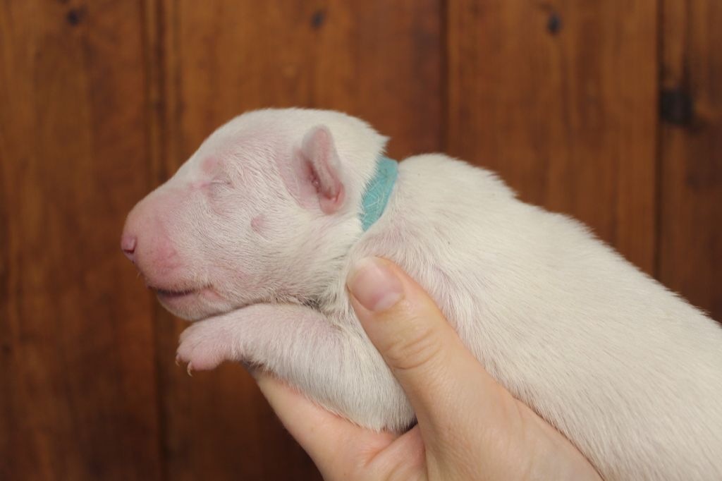 du pays du Mont Blanc - Chiot disponible  - Bull Terrier