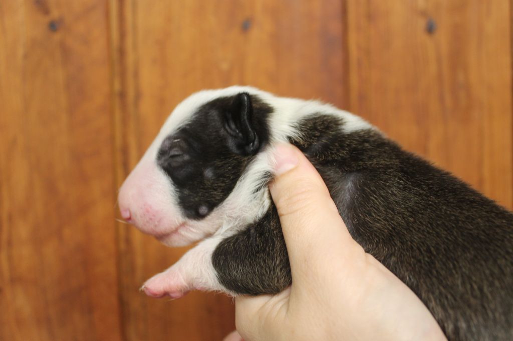 du pays du Mont Blanc - Chiot disponible  - Bull Terrier