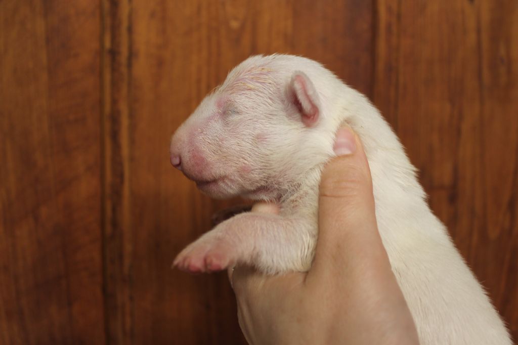 du pays du Mont Blanc - Chiot disponible  - Bull Terrier