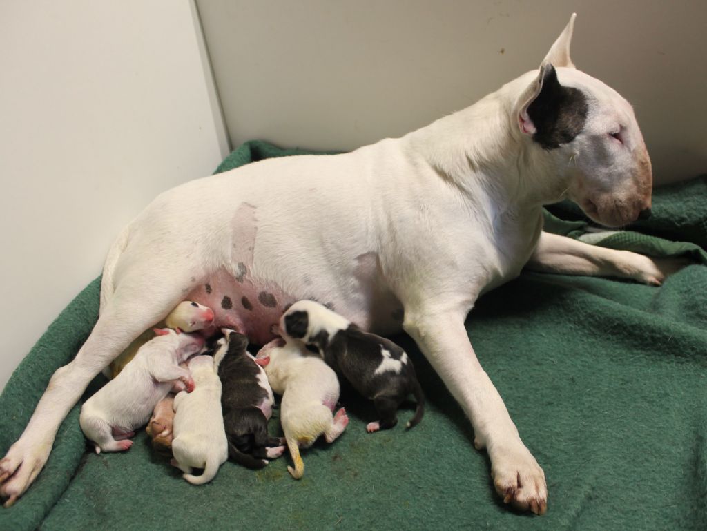 chiot Bull Terrier du pays du Mont Blanc