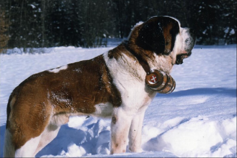 Loup du pays du Mont Blanc