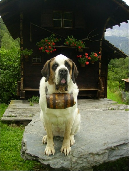 Sirène du pays du Mont Blanc