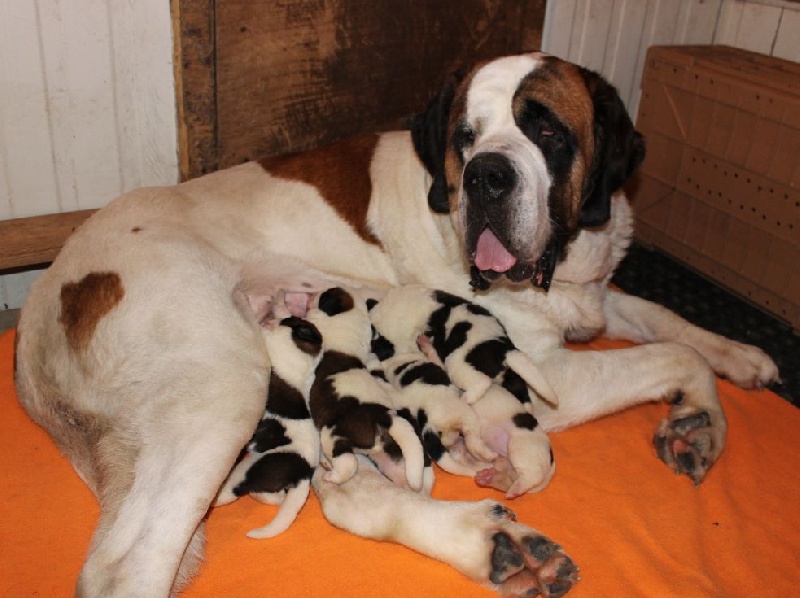 Chiot Chien du Saint-Bernard du pays du Mont Blanc