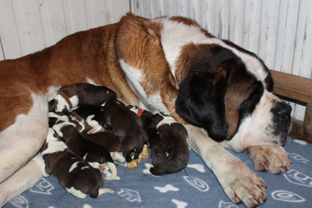 Chiot Chien du Saint-Bernard du pays du Mont Blanc